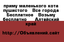 приму маленького кота пушистого - Все города Бесплатное » Возьму бесплатно   . Алтайский край